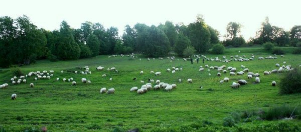 Tokat Camiçi Yaylası