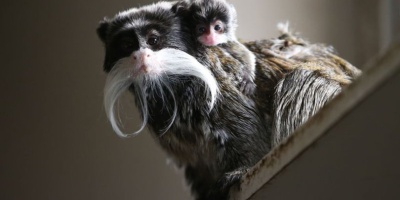 Hayvanat Bahçesinde Yavru Heyecanı