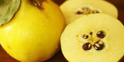 Ayva Çekirdeğinin Faydalar