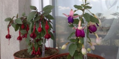 Çiçek Bakımında Dikkat Edilmesi Gerekenler Nelerdir?