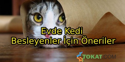 Evde Kedi Besleyenler İçin Öneriler