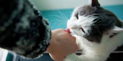 Kedilerin Hoşlanmadığı Hareketler