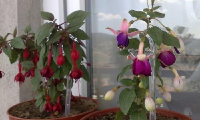 Çiçek Bakımında Dikkat Edilmesi Gerekenler Nelerdir?