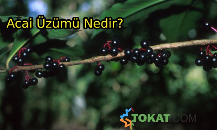 Acai üzümünün faydaları say say bitmiyor