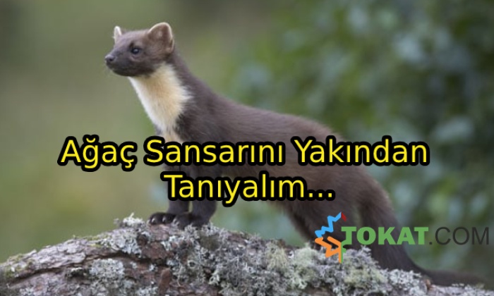 Ağaç Sansarı Ne Tür Bir Hayvandır?