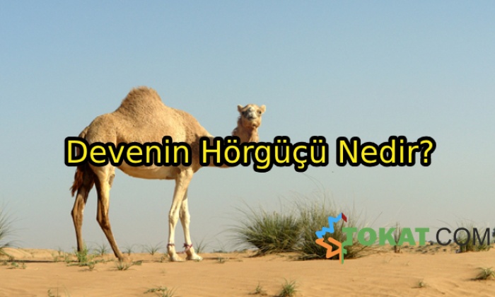 Devenin Hörgüçlerin de Ne Bulunur?