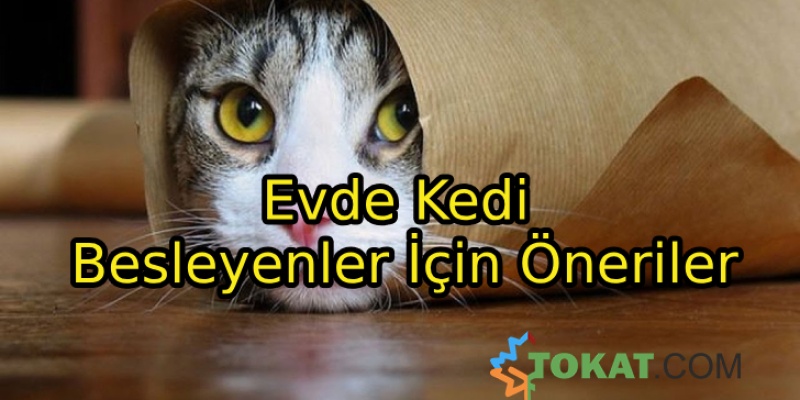 Evde Kedi Besleyenler İçin Öneriler