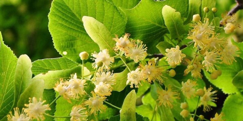 Ihlamur'un Faydaları; Ihlamur Neye İyi Gelir?