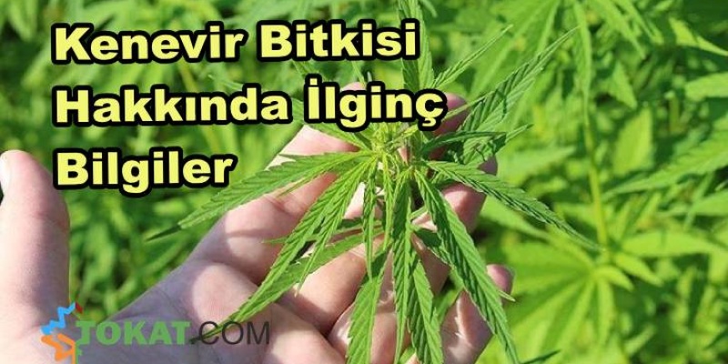 Kenevir Hakkında Bilmeniz Gereken İlginç Bilgiler