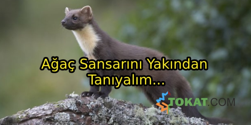 Ağaç Sansarı Ne Tür Bir Hayvandır?