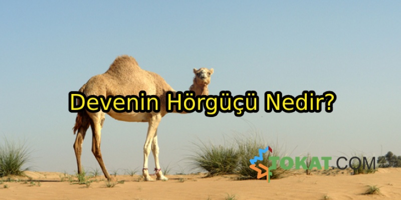 Devenin Hörgüçlerin de Ne Bulunur?