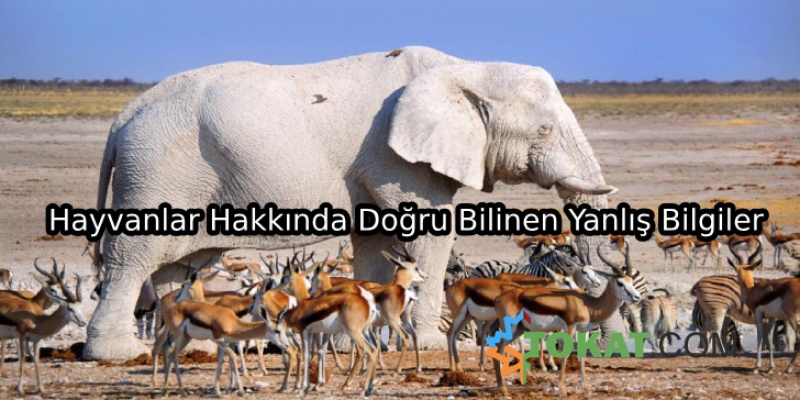 Hayvanlar Hakkında Doğru Bilinen Yanlış Bilgiler