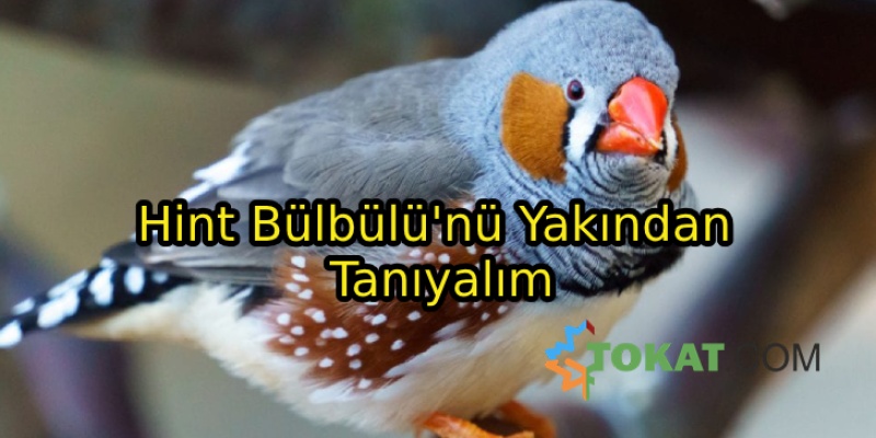 Hint Bülbülü'nü Yakından Tanıyalım