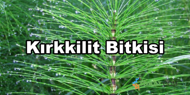 Kırkkilit Bitkisi