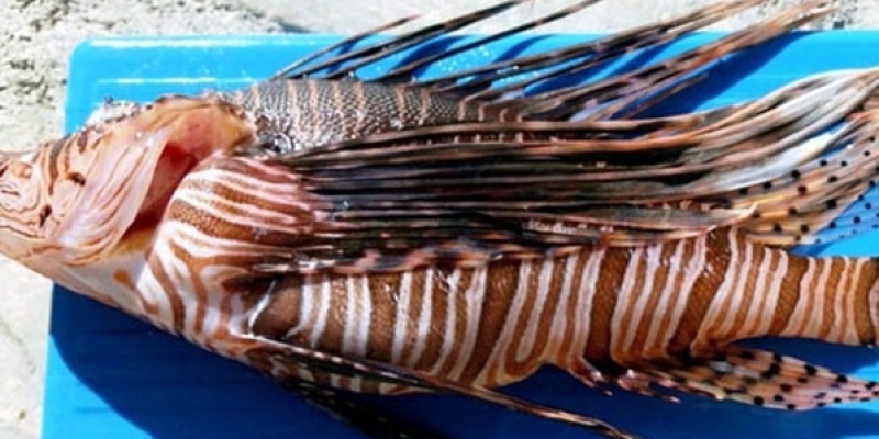 Ege kıyılarında da görülmeye başladı!