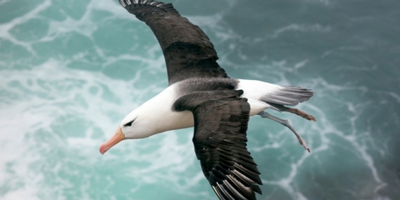 Muazzam Bir Kuş: Albatros