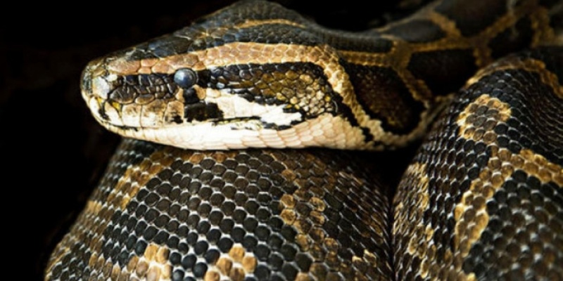 Boa Yılanı ve Özellikleri