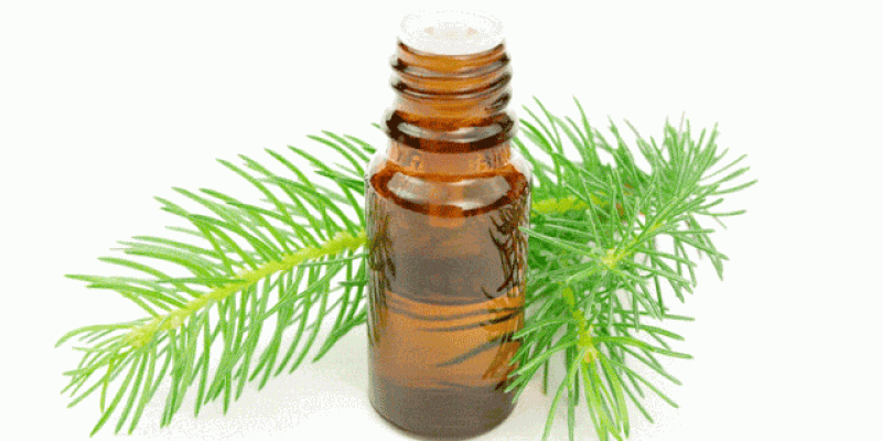 Çam Terebentin Nasıl yapılır?