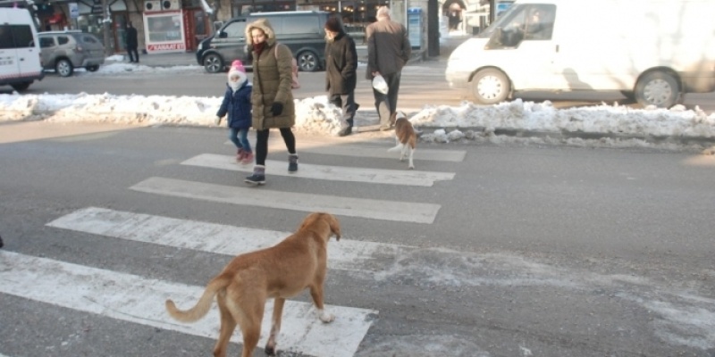 Tokat'ta Köpekler Yaya Geçidini Kullandı